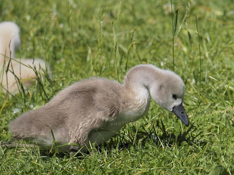Mute swan (Cygnus olor)
