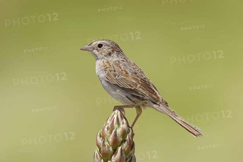 Cassin's Sparrow Aimophila cassinii Milnesand, New Mexico, United States 12 May Adult Emberizidae