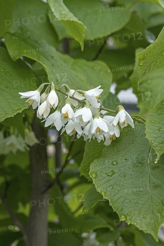 Storax tree (Styrax obassia), Hofgarten, Germany