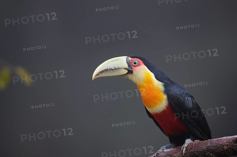 Green-billed Toucan (Ramphastos dicolorus) perched on a branch, Atlantic rainforest, Brazil
