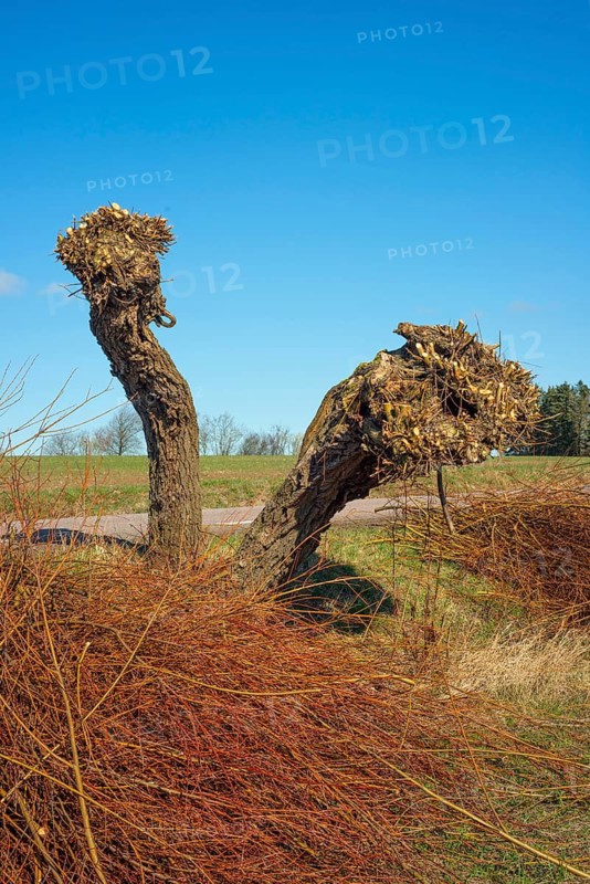 Twigs of newly pruned willow trees (Salix) in Ystad municipality, Skåne county, Sweden, Scandinavia