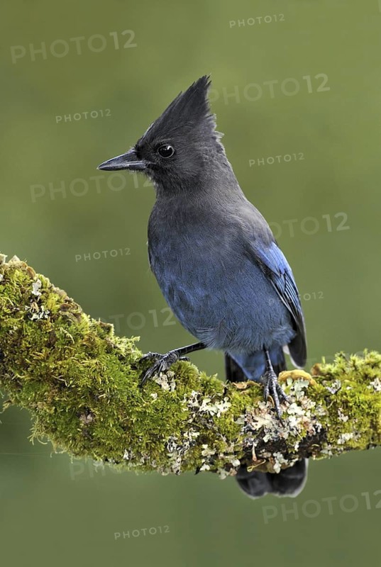 Steller's Jay (Cyanocitta stelleri), British Columbia, Canada