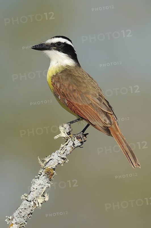Great Kiskadee (Pitangus sulphuratus), Texas, USA