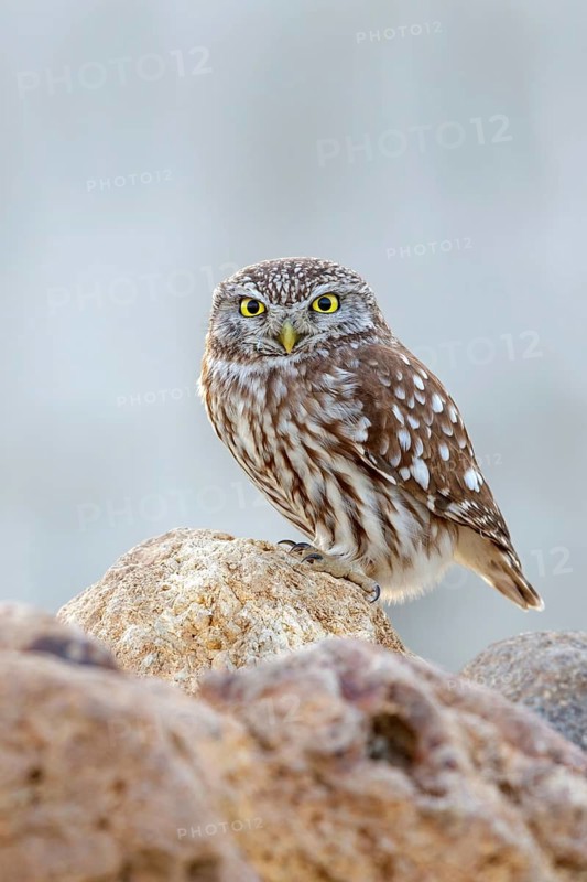 Little owl, Athene noctua, Lesbos, Greece