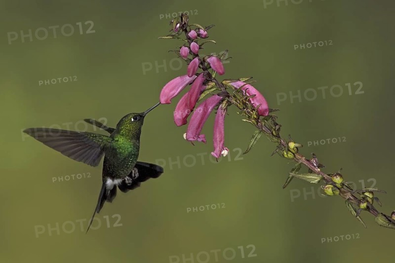 Tourmaline Sunangel (Heliangelus exortis), Ecuador
