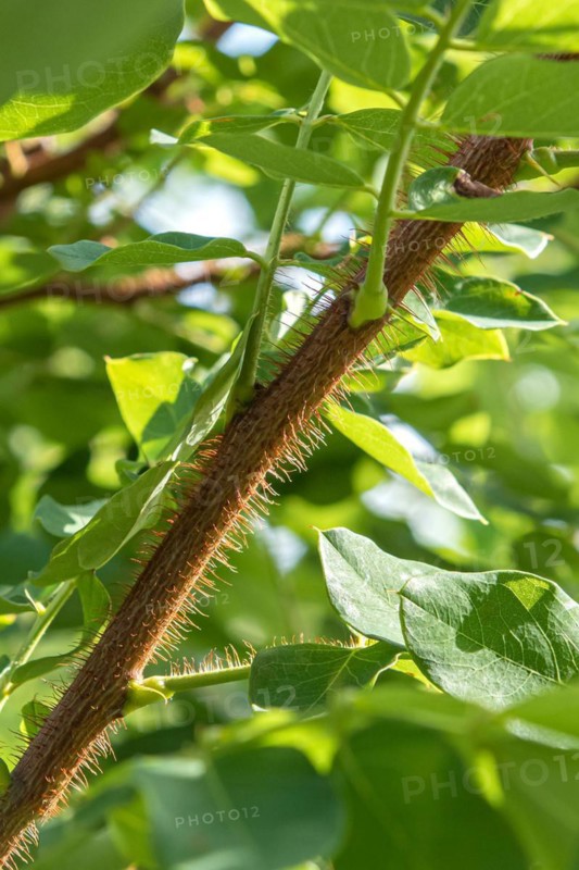 Bristly Robinia (Robinia hispida 'Macrophylla'), Garden Dr Gerd Dietrich, Germany