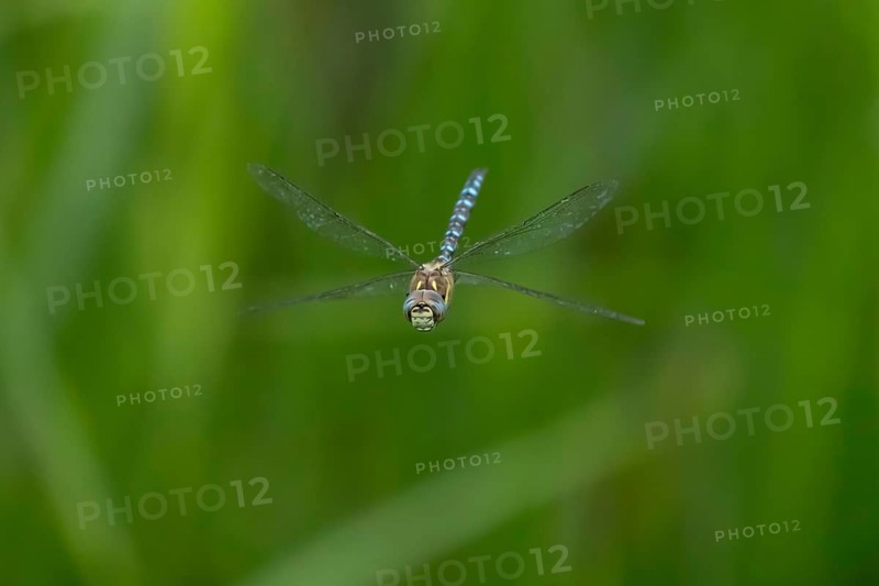 Migrant hawker dragonfly (Aeshna mixta) adult insect flying in summer, England, United Kingdom