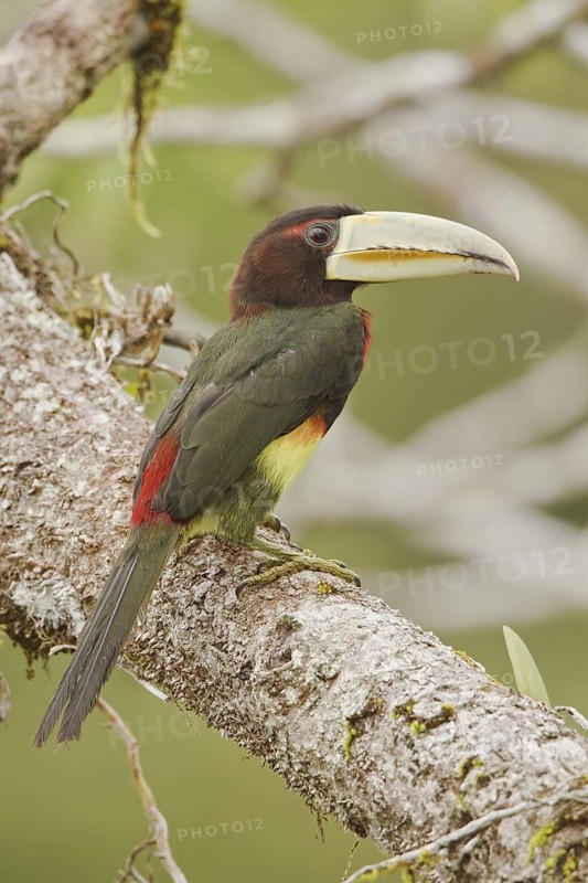 Ivory-billed Aracari (Pteroglossus azara), Ecuador