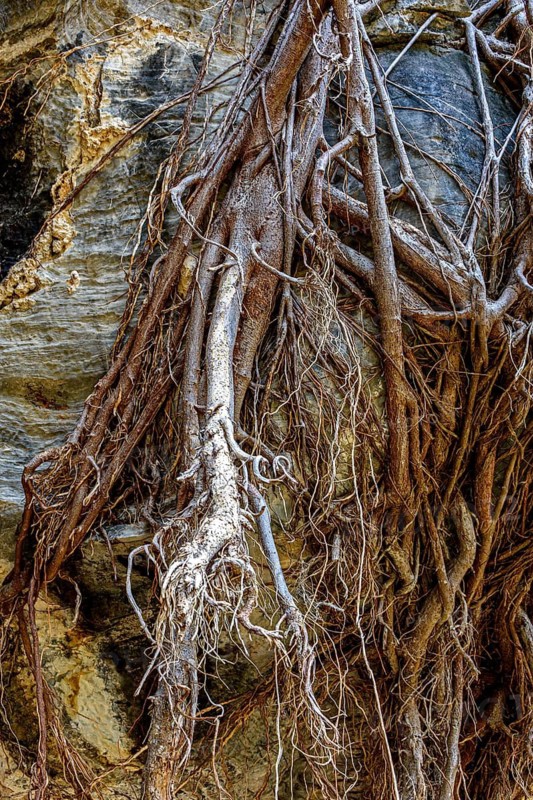Twisted roots growing over rocks in harsh terrain