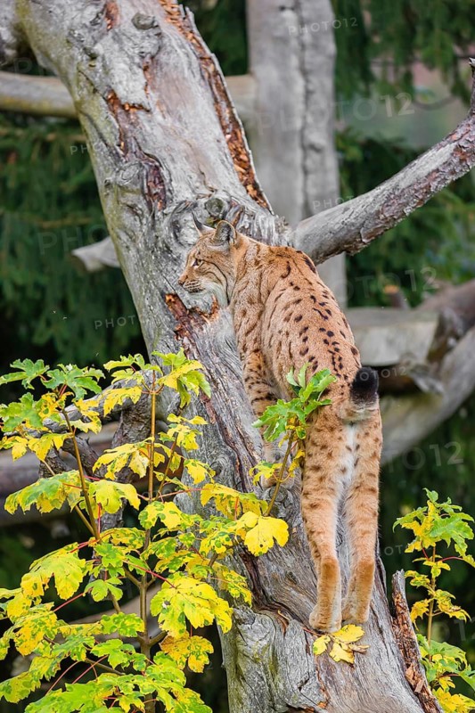 A Eurasian lynx (Lynx lynx) runs up a dead tree lying at an angle, framed by leaves in autumn colors