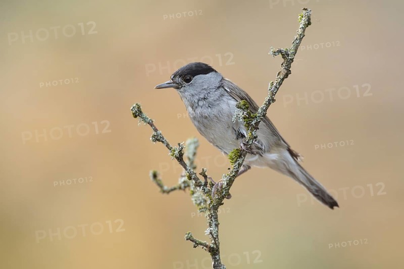 Eurasian Blackcap (Sylvia atricapilla) male perched on a branch, Netherlands