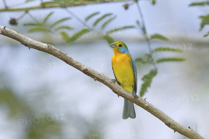 Orange-breasted Bunting Passerina leclancherii Sayulita, Nayarit, Mexico 1 April Adult Emberizidae