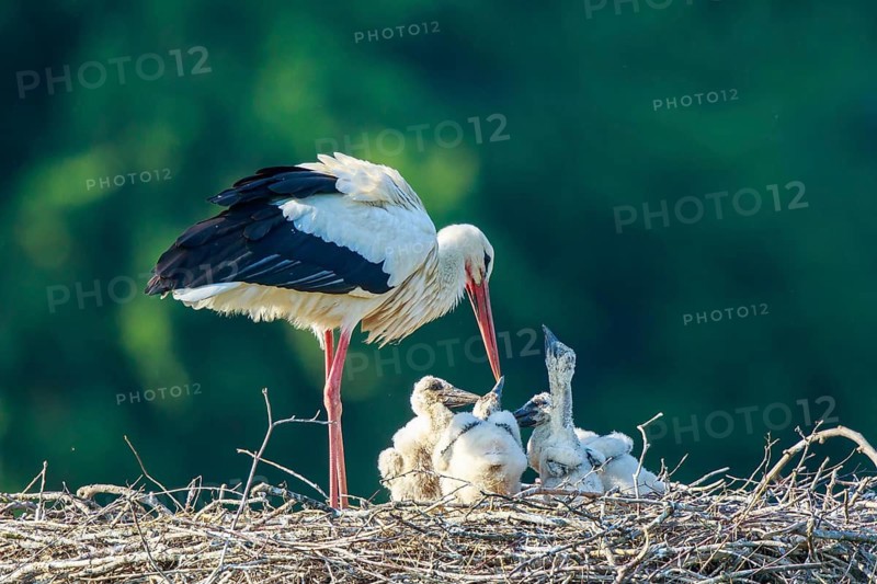 White Stork (Ciconia ciconia) with chicks in nest, North Rhine-Westphalia, Germany
