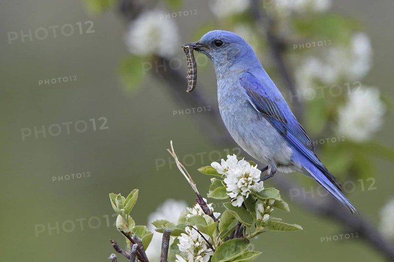 Mountain Bluebird (Sialia currucoides), Alberta, Canada