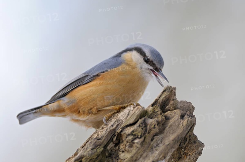 Kleiber (Sitta europaea), Nuthatch, Altvogel im Winter, bei der Futtersuche, Februar, Oberhausen, Nordrhein-Westfalen, Deutschland