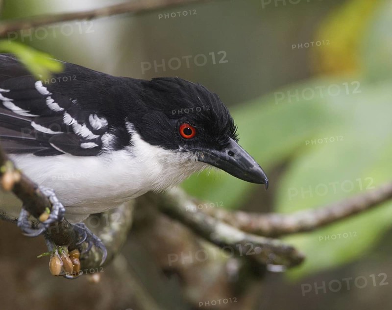 Great Antshrike (Taraba major) male, Pichincha, Ecuador