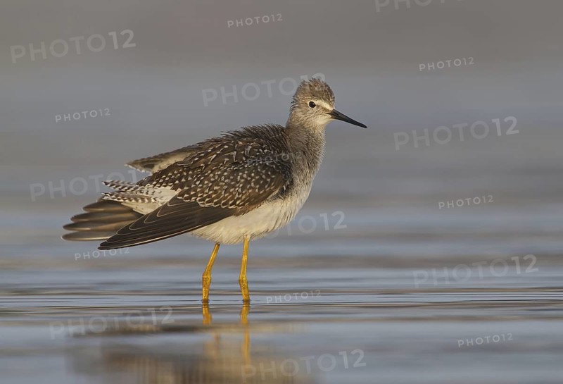 Lesser Yellowlegs (Tringa flavipes), Ohio, USA