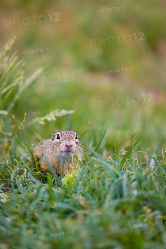 A European ground squirrel (Spermophilus citellus) or European souslik sits in green gras, looking for food