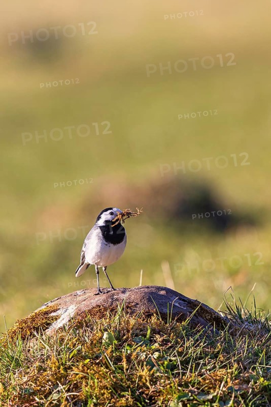 White wagtail (Motacilla alba) with nest material in beak sitting on a rock in a meadow