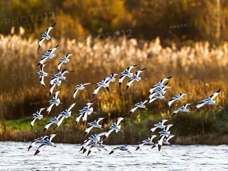 Pied Avocet, Recurvirostra avosetta, birds in flight over winter marshes