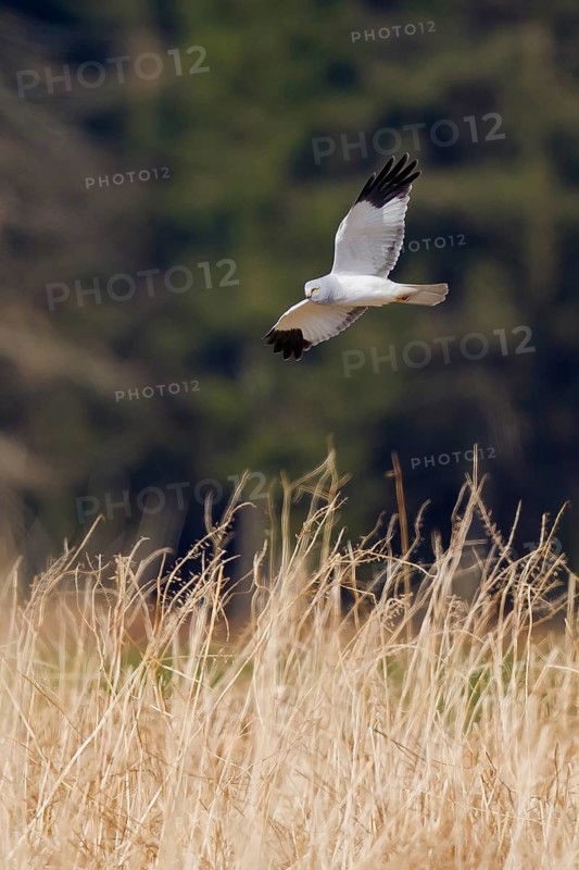 Hen Harrier (Circus cyaneus) male flying, Hesse, Germany
