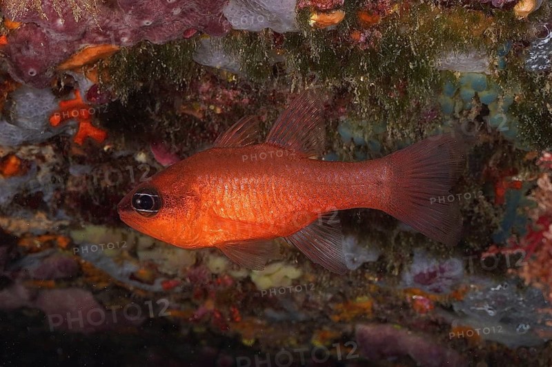 King mullet (Apogon imberbis)