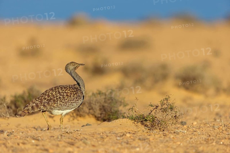 Sahara Houbara Bustard (Chlamydotis undulata fuerteventurae, Europe, Spain, Canary Islands, Fuerteventura, Lanzarote, Canary Islands, Spain