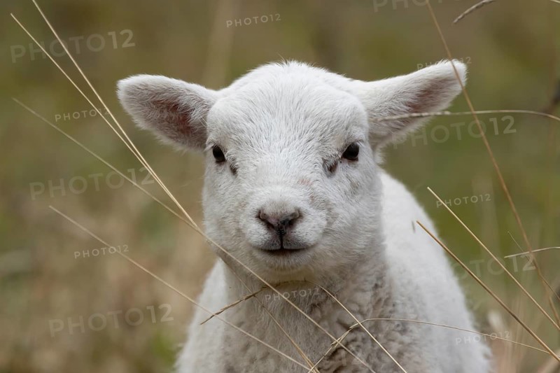 Domestic sheep (Ovis aries) juvenile baby lamb farm animal head portrait in spring, England, United Kingdom