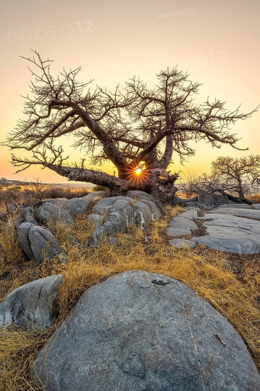 African baobab or baobab tree (Adansonia digitata), at sunrise, sun star, Kubu Island (Lekubu), Sowa Pan, Makgadikgadi salt pans, Botswana