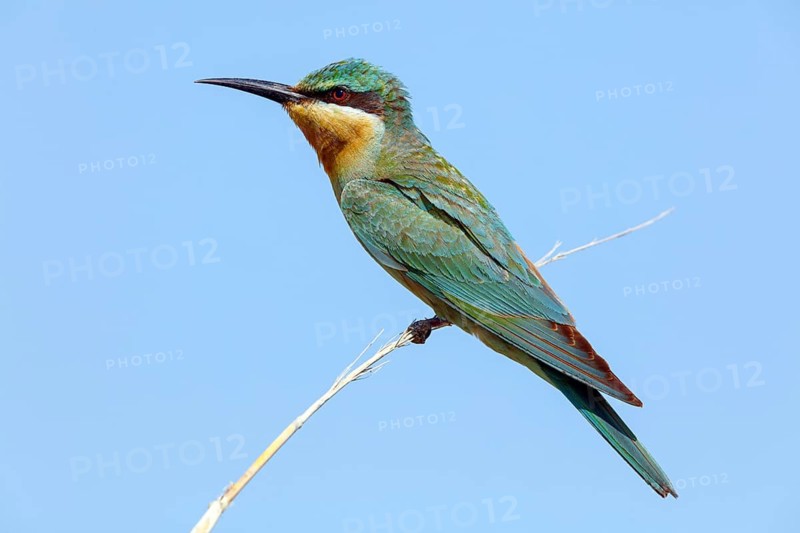Blue-cheeked Bee-eater, (Merops persicus), family of bee-eaters, bird on perch, Muntasar oasis, Salalah, Dhofar, Oman