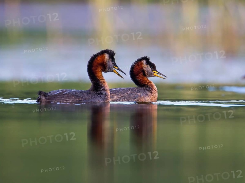 Red-necked Grebe (Podiceps grisegena) pair, Mecklenburg-Western Pomerania, Germany