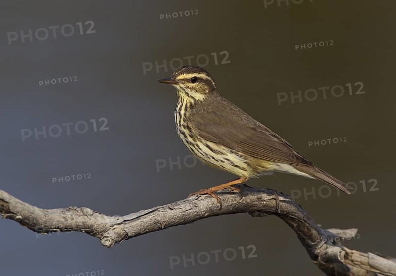 Northern Waterthrush (Parkesia noveboracensis) male, Manitoba, Canada