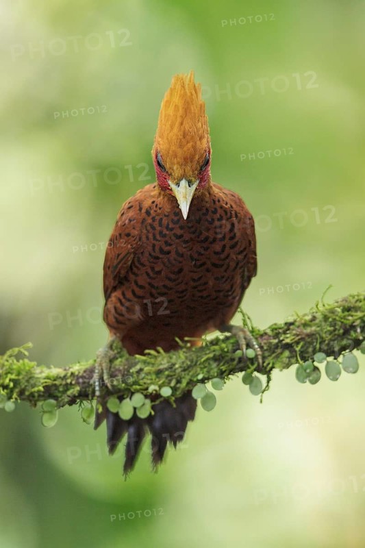 Chestnut-colored Woodpecker (Celeus castaneus) perched on a branch in Costa Rica