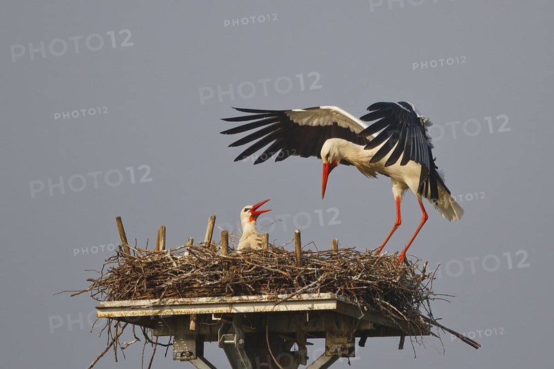 White Stork (Ciconia ciconia) nest, North Rhine-Westphalia, Germany