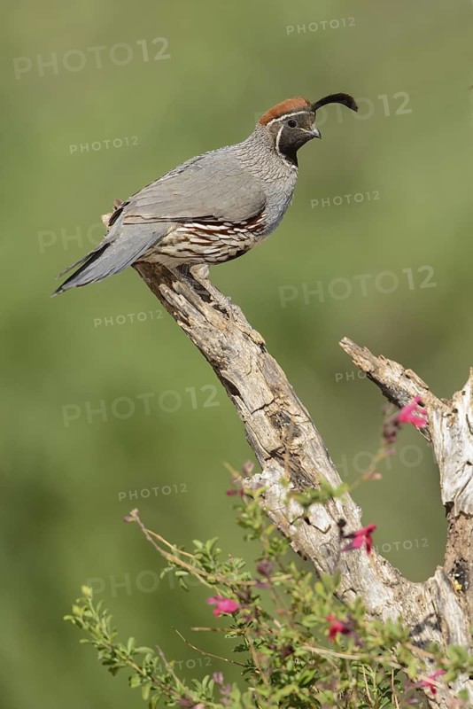 Gambel's Quail (Callipepla gambelii) male, Arizona, USA