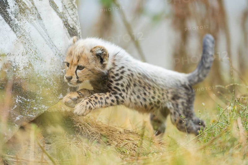 Cheetah (Acinonyx jubatus) youngster, running, captive, occurrence Africa