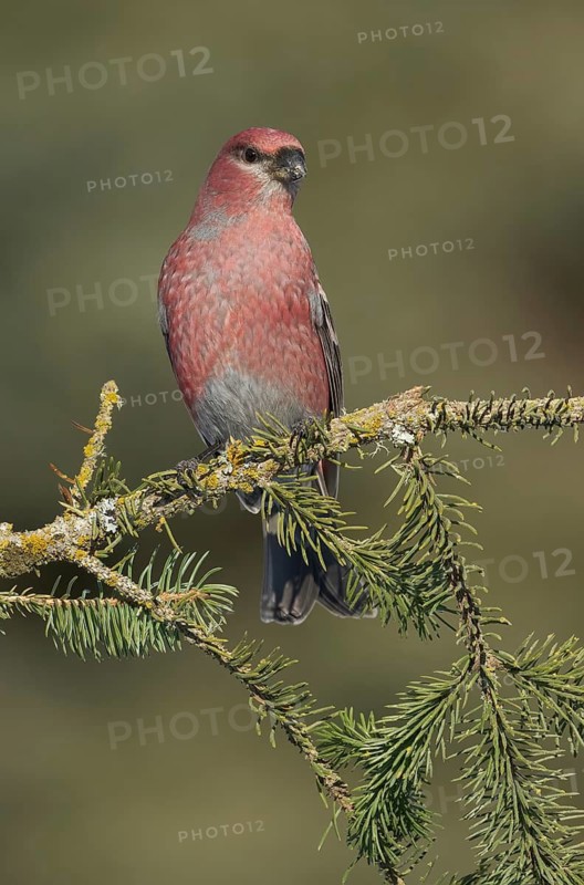 Pine Grosbeak (Pinicola enucleator) male perched on a branch, Alaska, USA