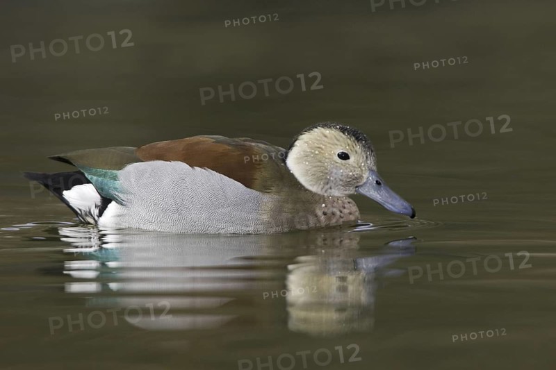 Ringed Teal (Callonetta leucophrys), Arizona, USA