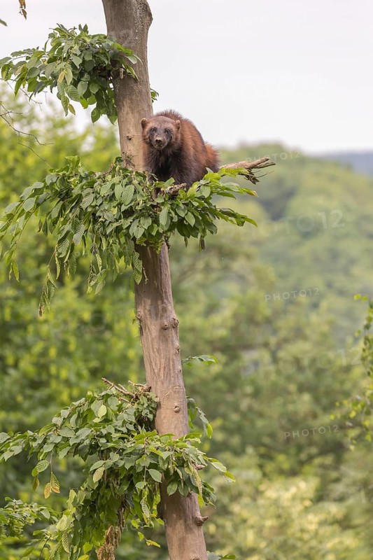 One wolverine, (Gulo gulo), sitting high in a tree. A hazy sky and some green trees in the background
