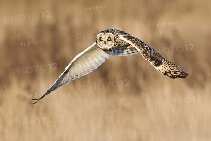 Short-eared Owl (Asio flammeus) flying, British Columbia, Canada
