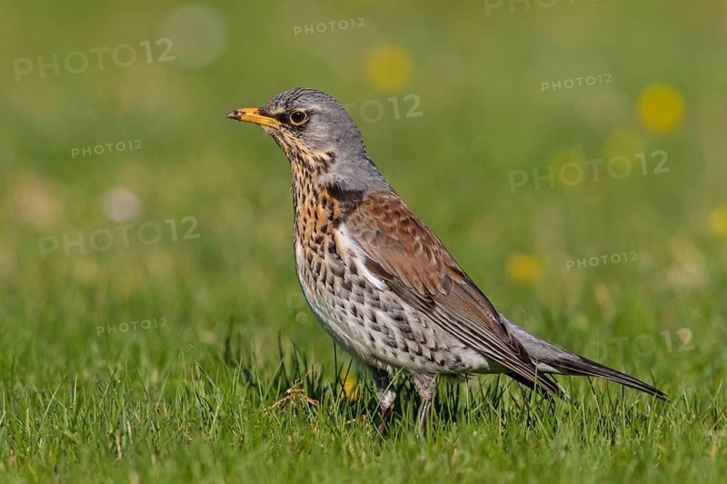 Wacholderdrossel, Fieldfare, Turdus pilaris, Grive litorne, Zorzal Real