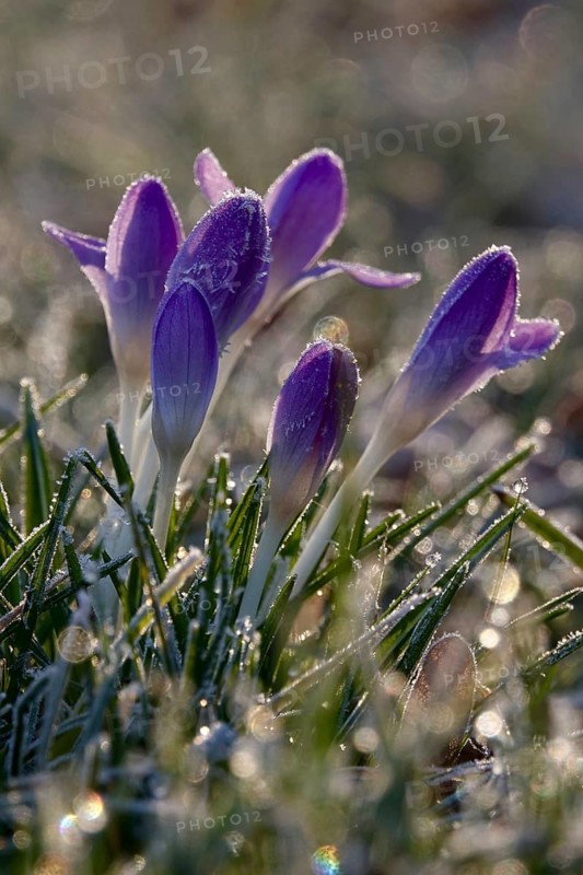 Crocus flower with hoarfrost, winter, Germany