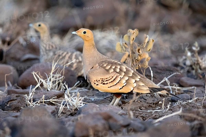 Chestnut-bellied Sandgrouse (Pterocles exustus), Aledeghi National Park, Ethiopia