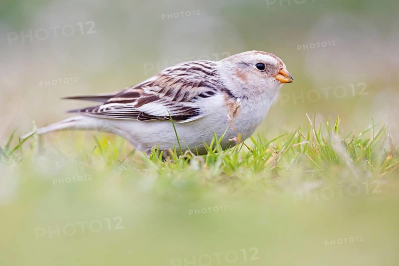 Snow Bunting (Plectrophenax nivalis), Asturias, Spain