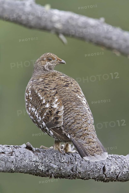 Sooty Grouse (Dendragapus fuliginosus) female, British Columbia, Canada