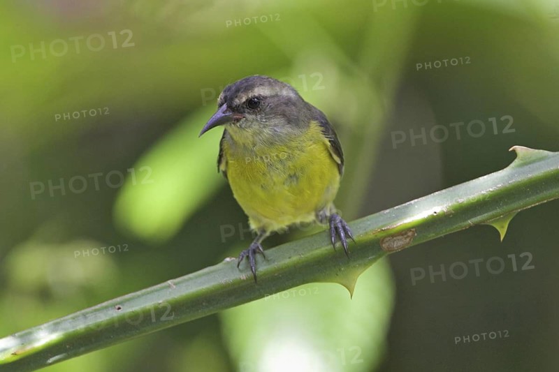 Bananaquit (Coereba flaveola), Costa Rica