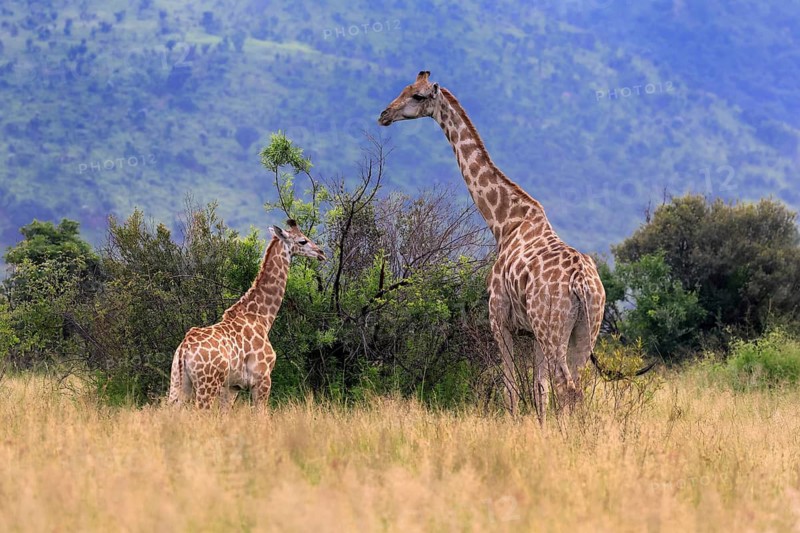 Cape giraffe (Giraffa camelopardalis giraffa), adult, female, mother, young, foraging, alert, Pilanesberg National Park, North West Province, South Africa