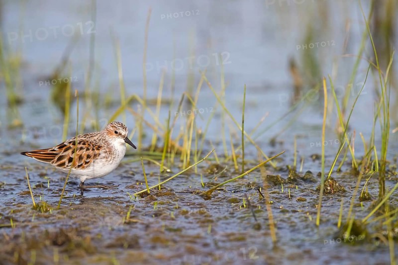 Little sandpiper, (Calidris minuta), foraging in the Lesbos biotope, Greece