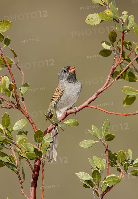 Black-chinned Sparrow (Spizella atrogularis) singing, Arizona, USA