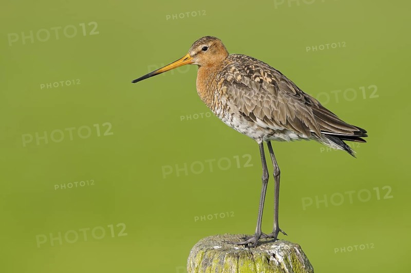 Uferschnepfe (Limosa limosa), Black-tailed Godwit, Altvogel auf Sitzwarte, Mai, Nijkerk, Niederlande